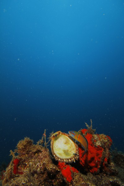 LEBWF'S Underwater Photography contest shining light on Sarafand